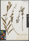 Foto von Salix purpurea L.